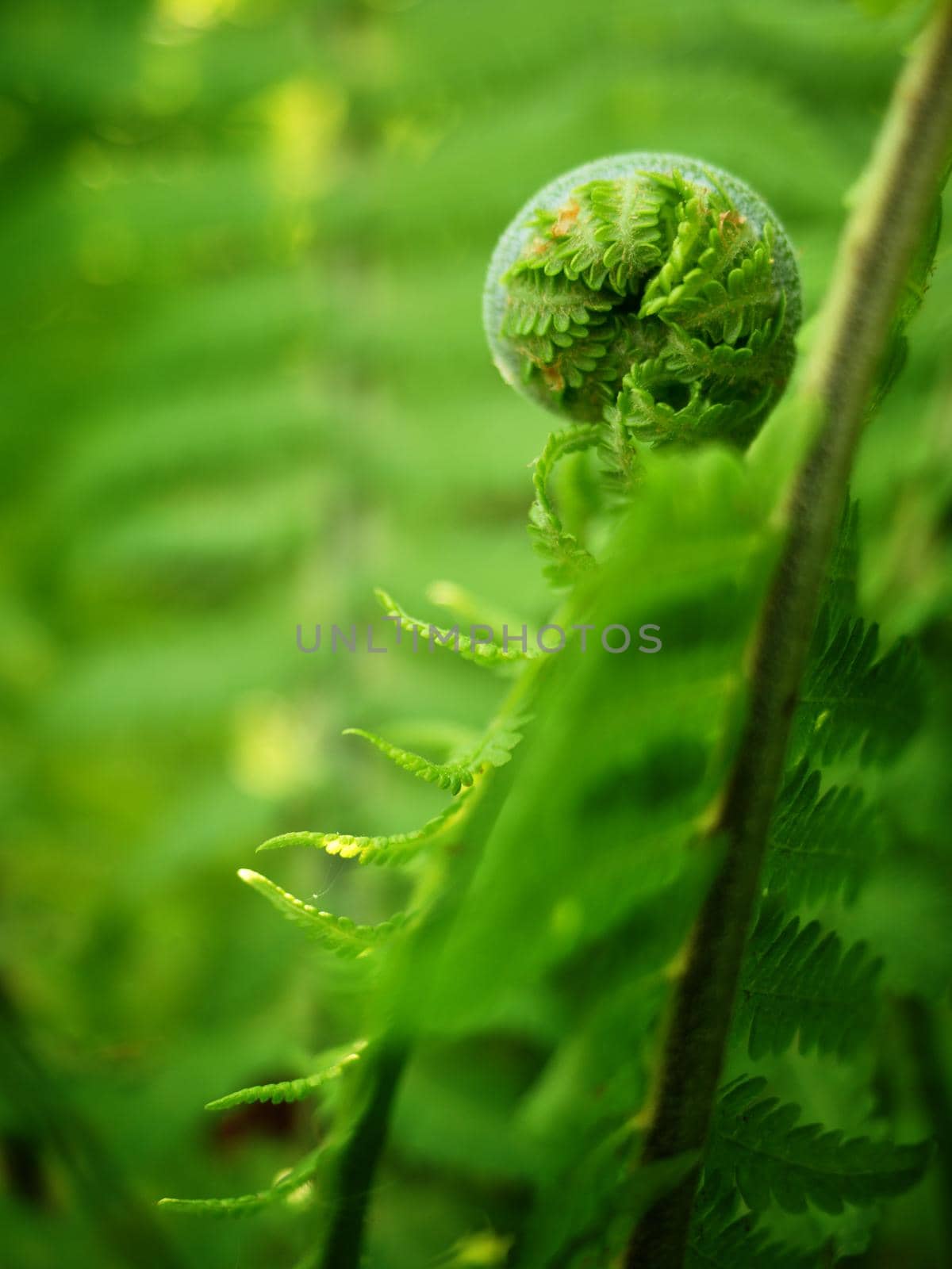 Young curly leaf of fern growing through the fallen leaves macro selective focus shallow DOF. Close up of young fern leaf