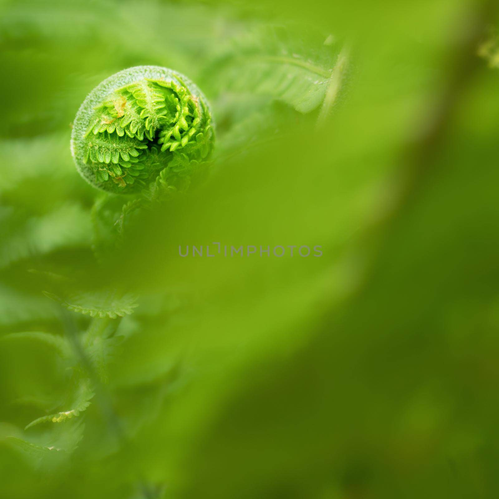 Nephrolepis exaltata The Sword Fern. Fresh green fern bush in detail, by rdonar2