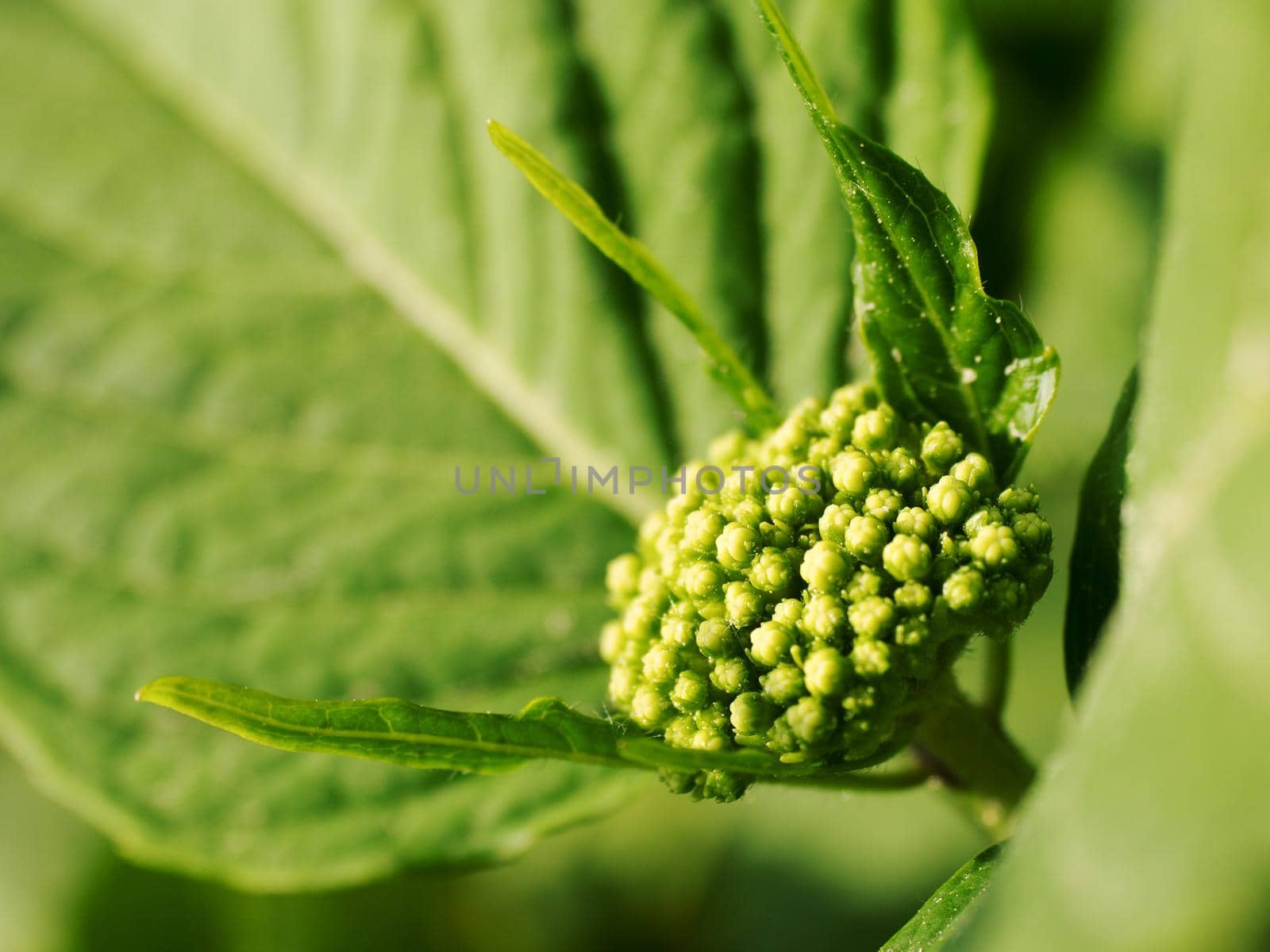 Closed blossom of blue Hydrangea. Hortensia flowers surface. Macro photo, follow depth of field