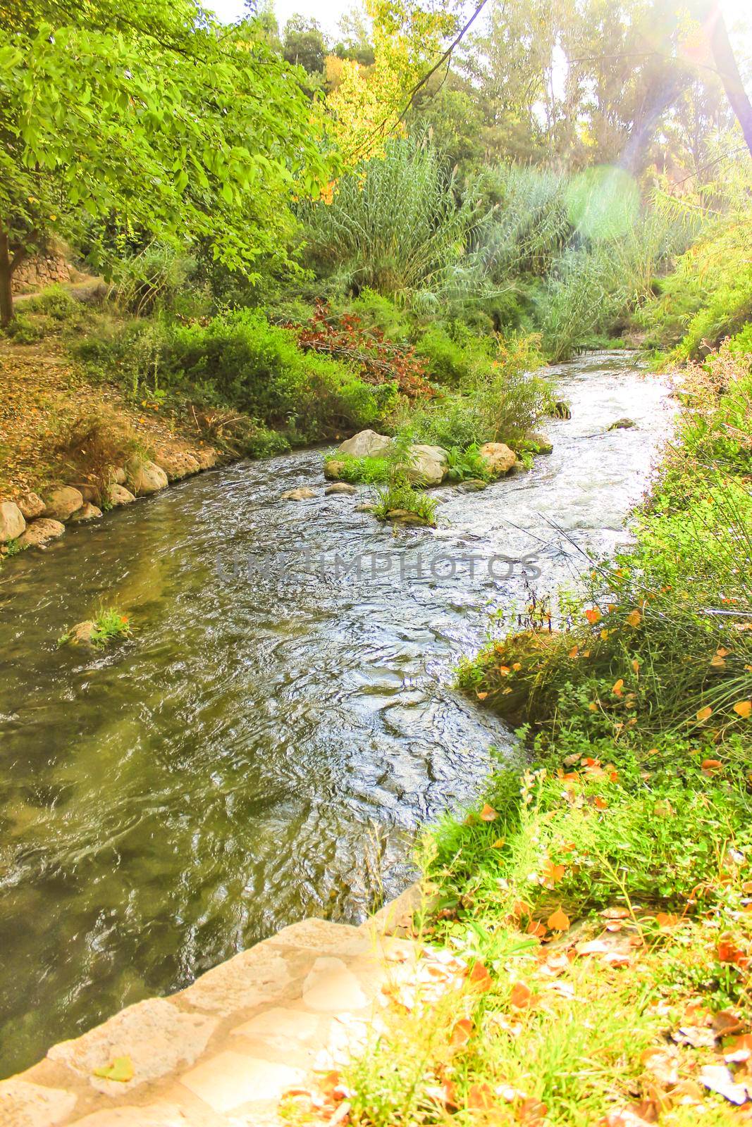 Leafy forest by the river in Chelva, Valencia, Spain