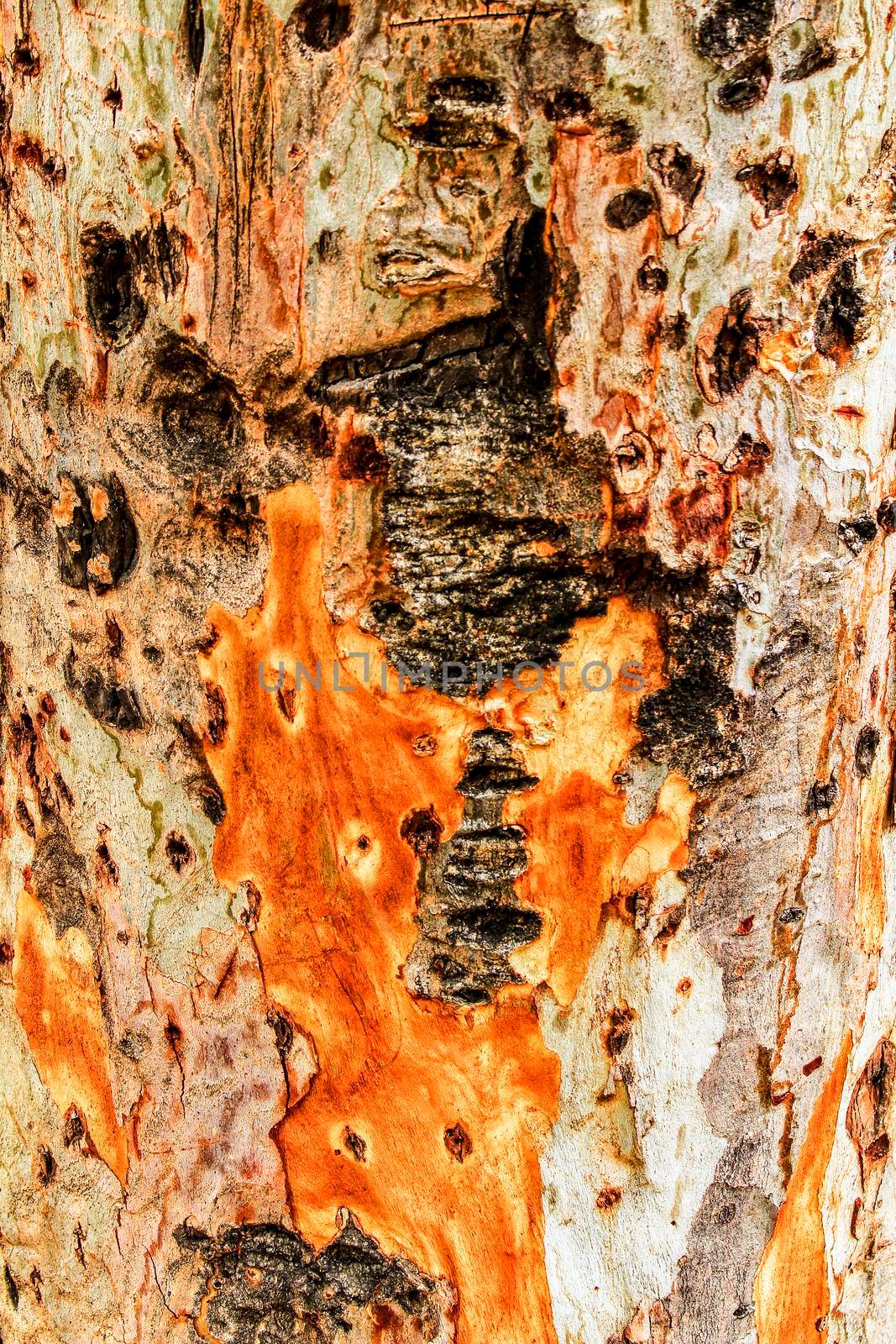 Colorful tree trunk texture in the forest in Spain