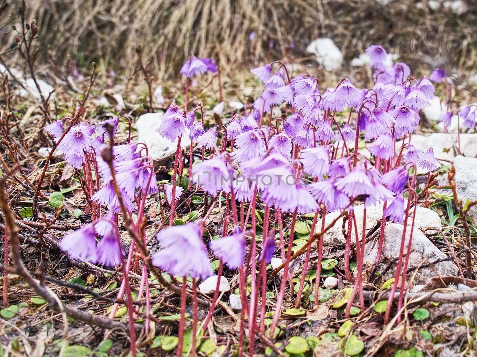 Group of Snowbells - Soldanella in the Italy Alps. Gentle flowers  by rdonar2