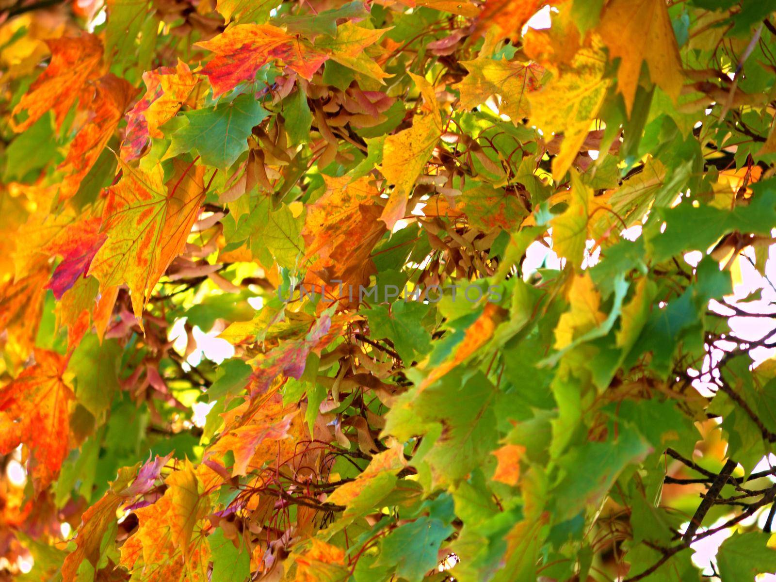 Bloody red fall maple leafs on illuminated background of clear sky.