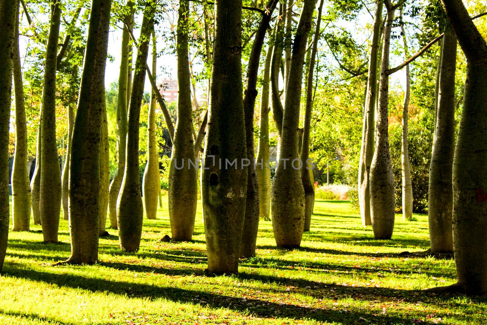 Beautiful Ceiba speciosa forest in Valencia, Spain