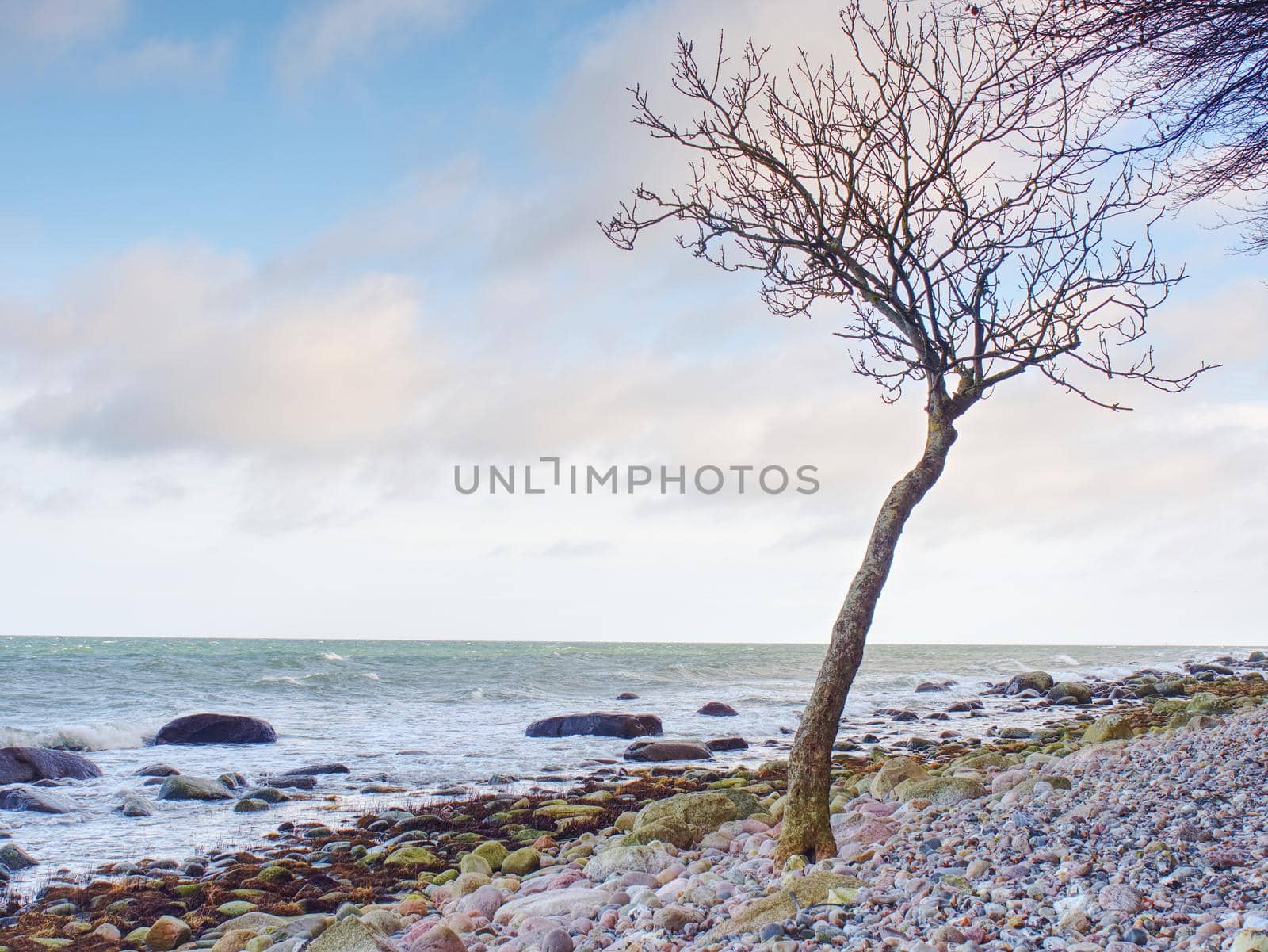 Romantic atmosphere colorful sunset at sea. Stony beach with bended tree.  Baltic Sea coast on the island Ruegen, Germany.