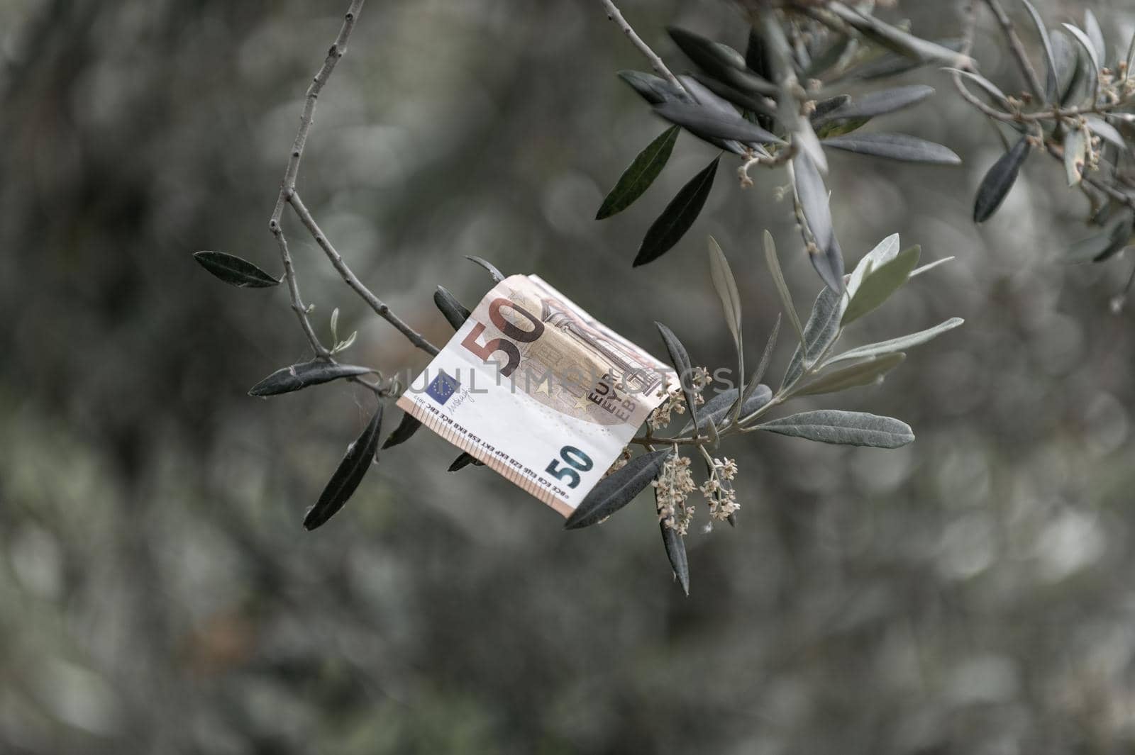 50 euro banknote on a flowering olive branch