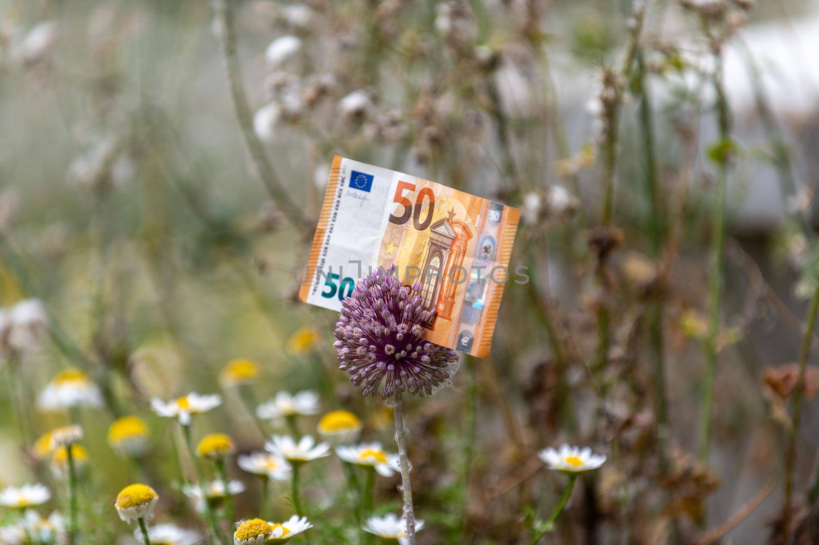 50 euro banknote on a flower in the flowering meadow