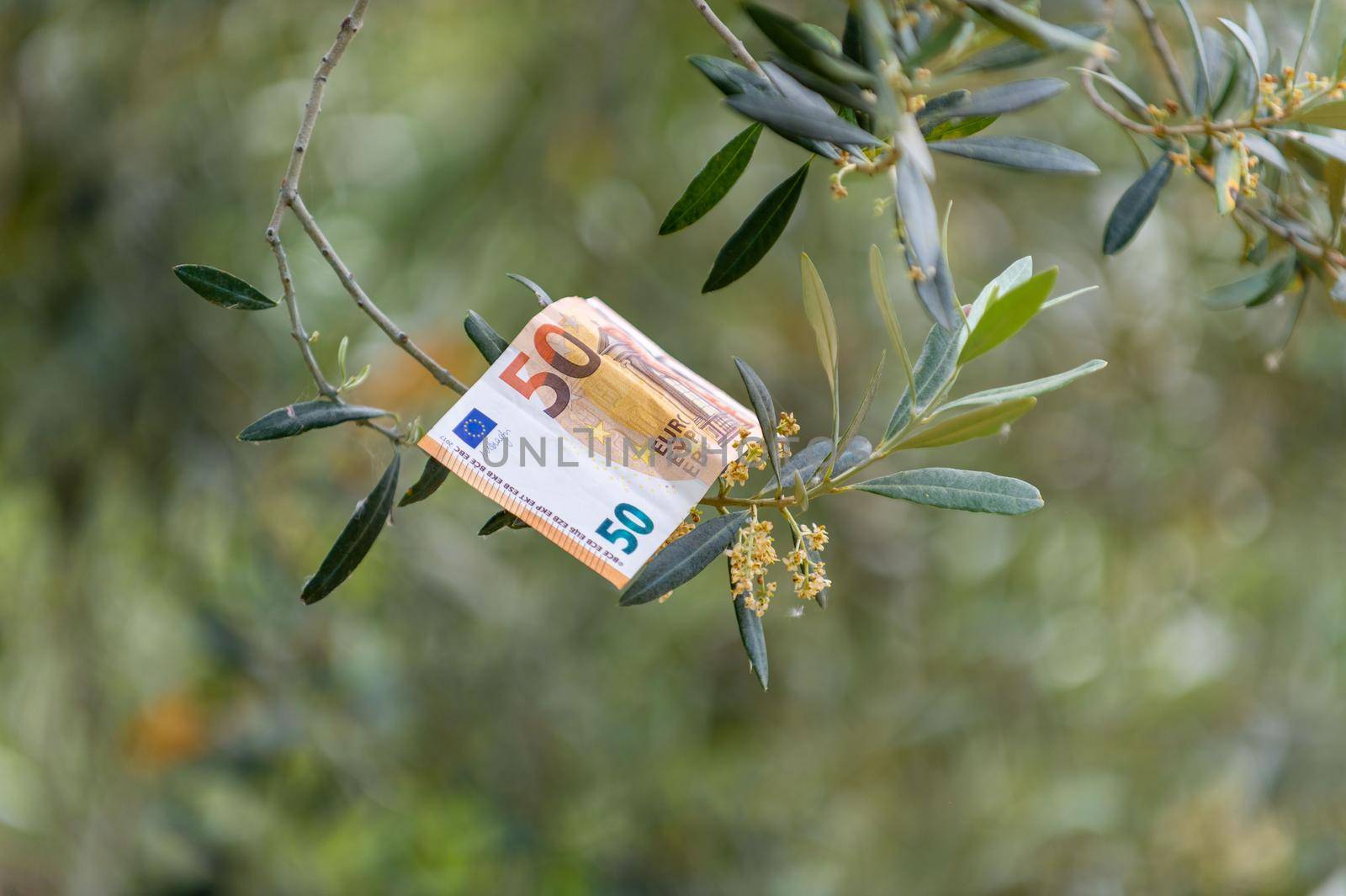 50 euro banknote on an olive branch by carfedeph