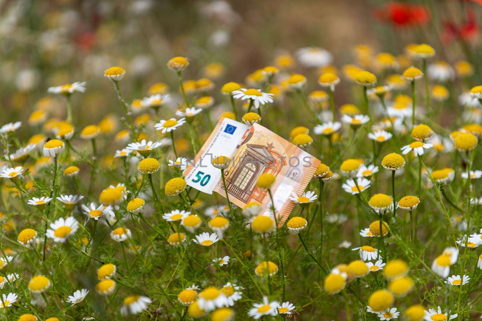 50 euro banknote among daisy flowers by carfedeph