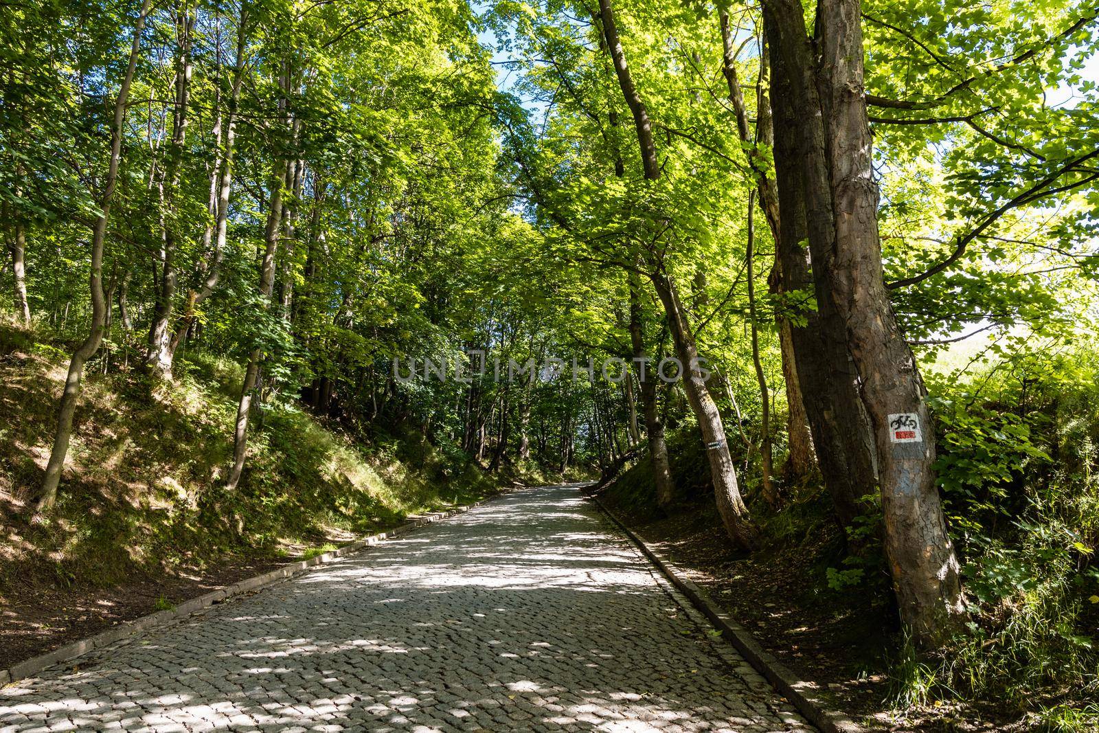 Long mountain trail in forest in Walbrzych Mountains at cloudy day