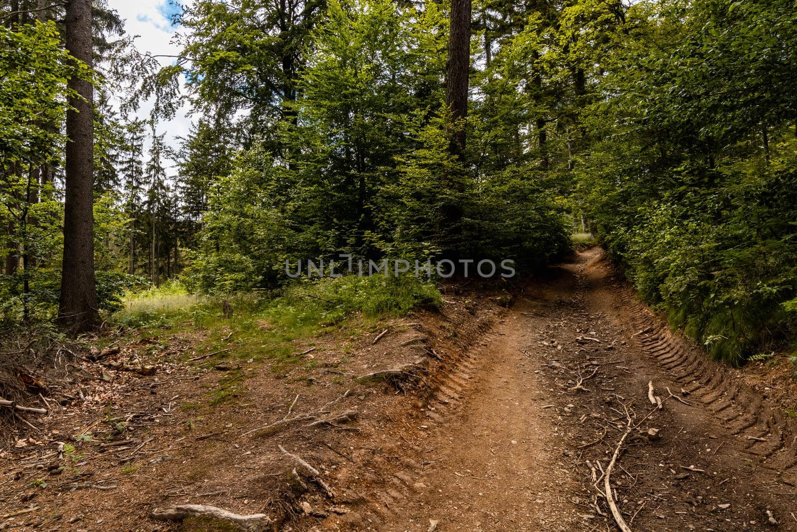 Long mountain trail in forest with bushes and trees around in Walbrzych mountains by Wierzchu