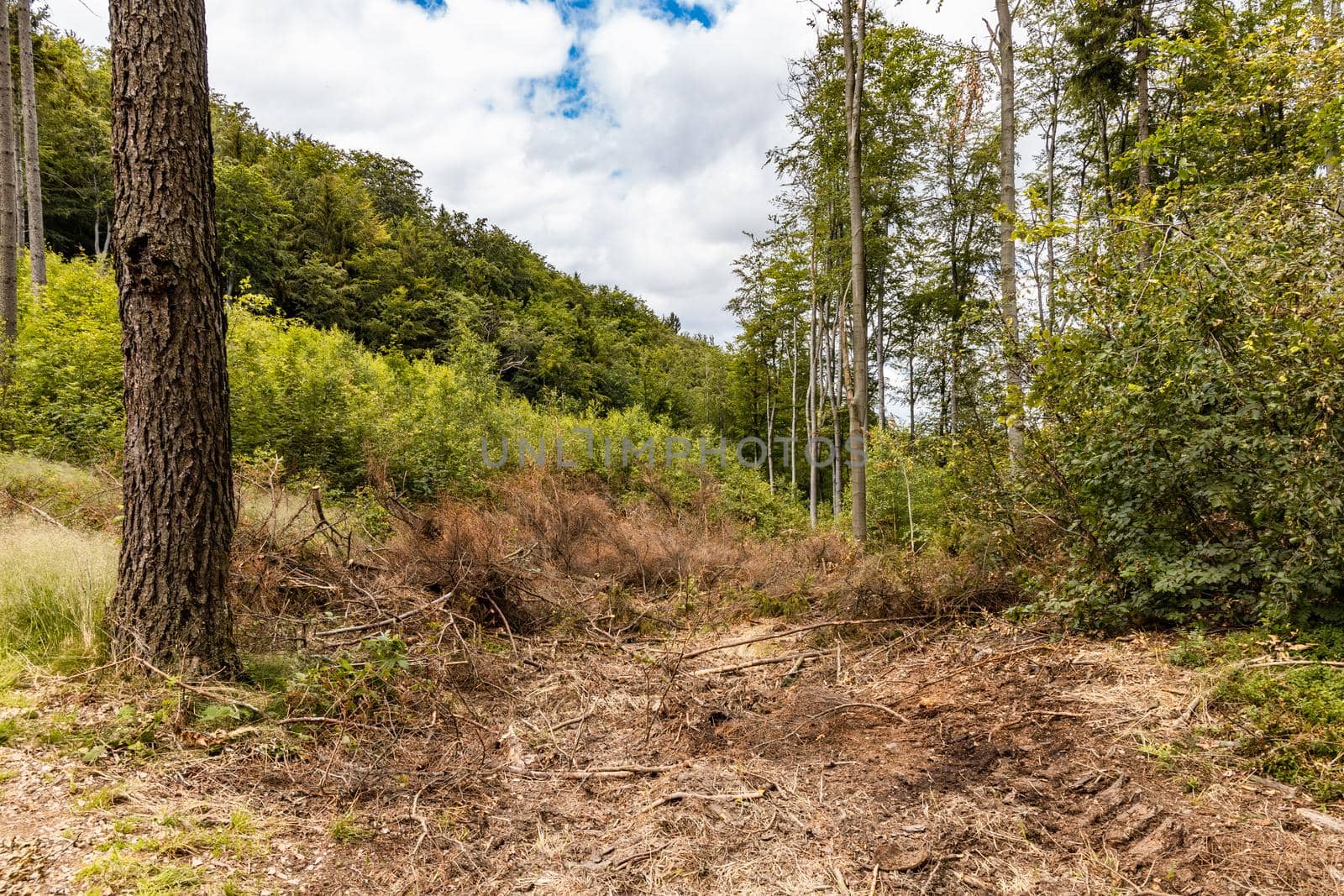 Long mountain trail in forest with bushes and trees around in Walbrzych mountains