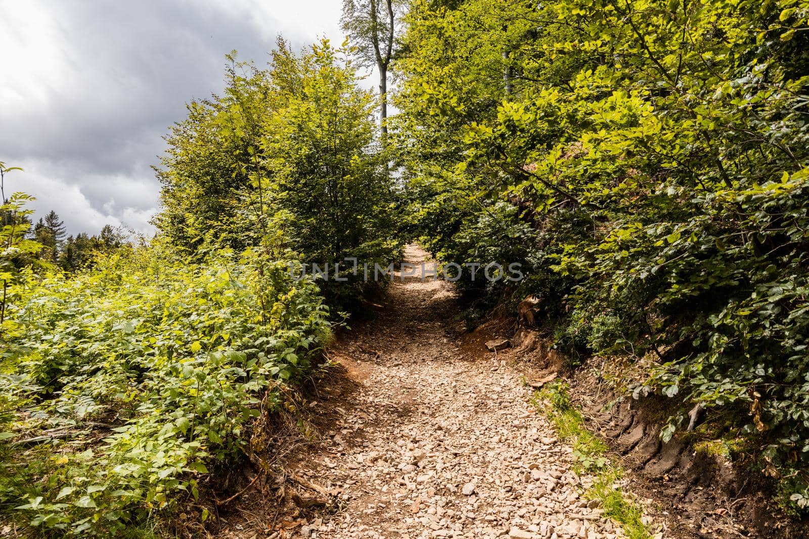 Long mountain trail in forest with bushes and trees around in Walbrzych mountains by Wierzchu