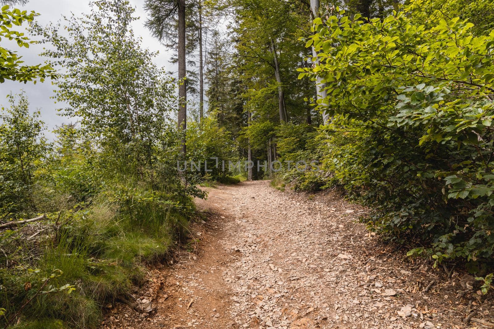 Long mountain trail in forest with bushes and trees around in Walbrzych mountains