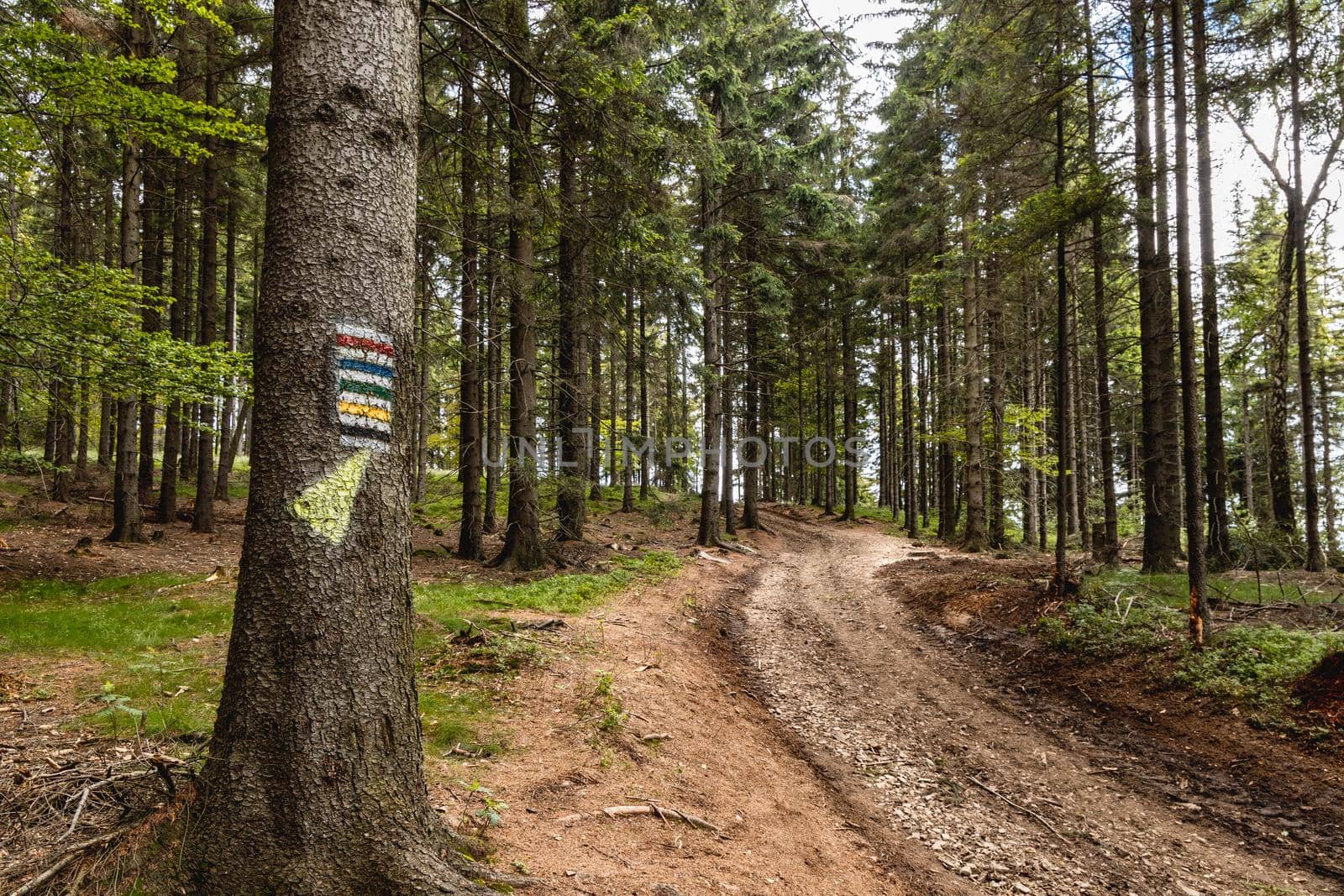 Long mountain trail in forest with bushes and trees around in Walbrzych mountains