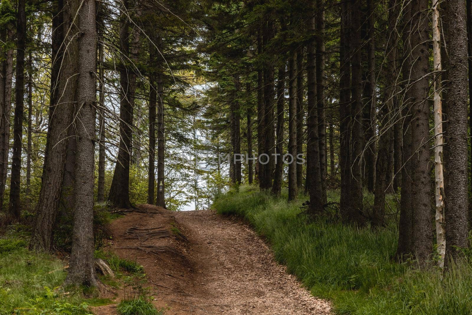 Long mountain trail in forest with bushes and trees around in Walbrzych mountains