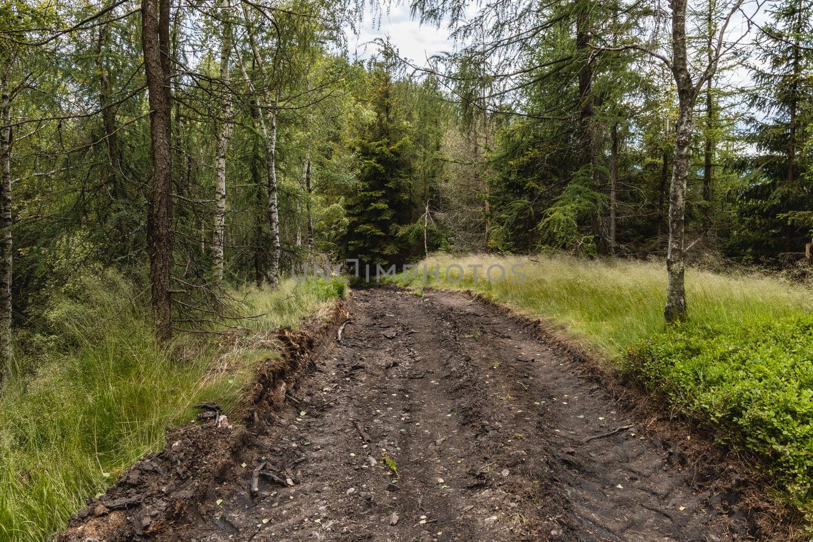 Long mountain trail in forest with bushes and trees around in Walbrzych mountains