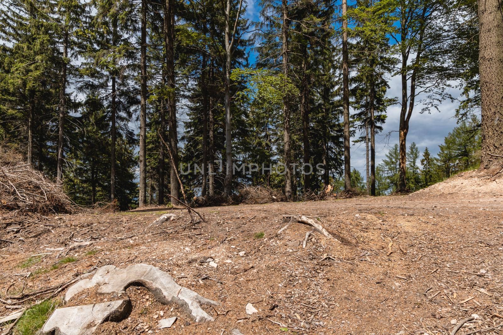 Long mountain trail in forest with bushes and trees around in Walbrzych mountains by Wierzchu