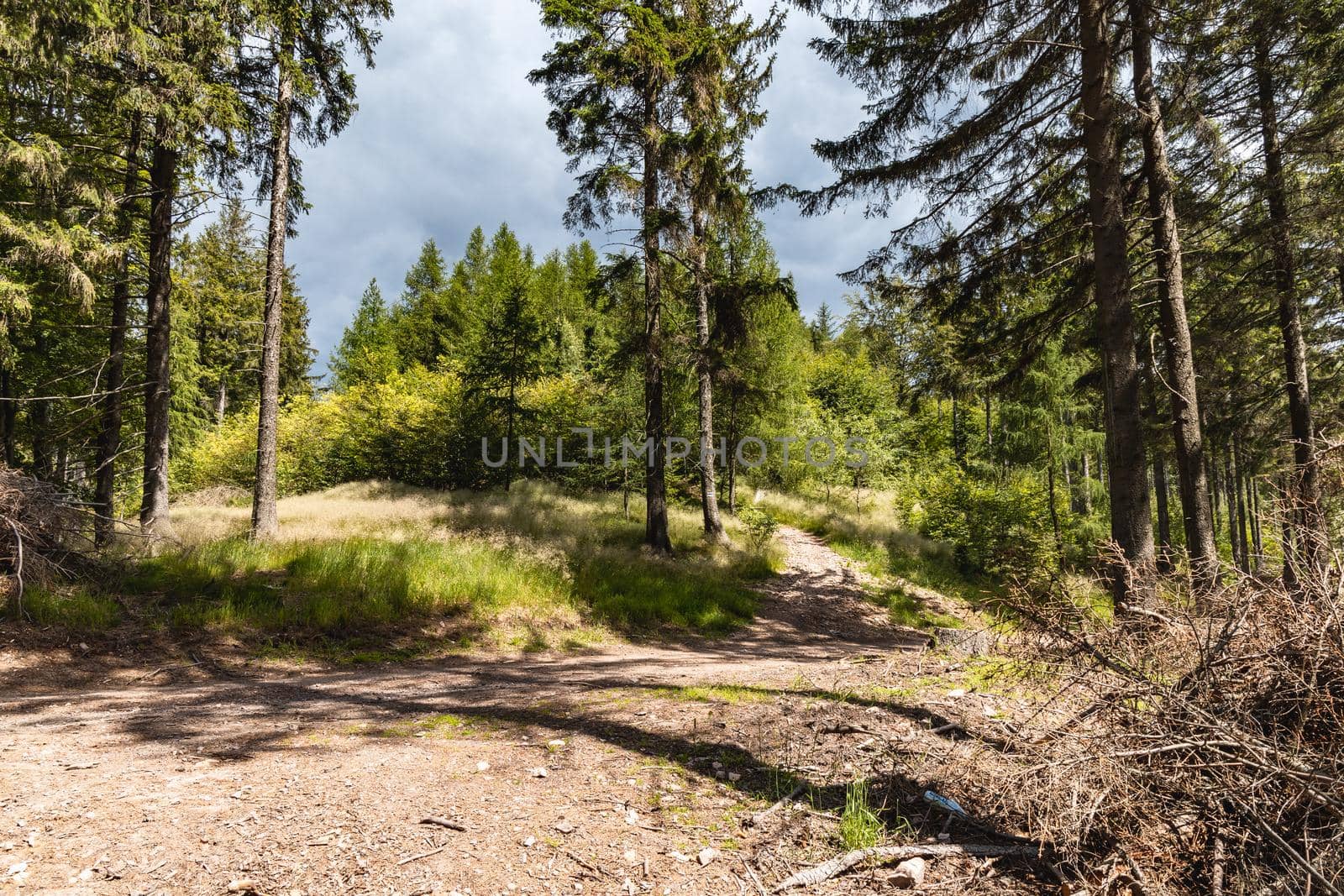 Long mountain trail in forest with bushes and trees around in Walbrzych mountains by Wierzchu