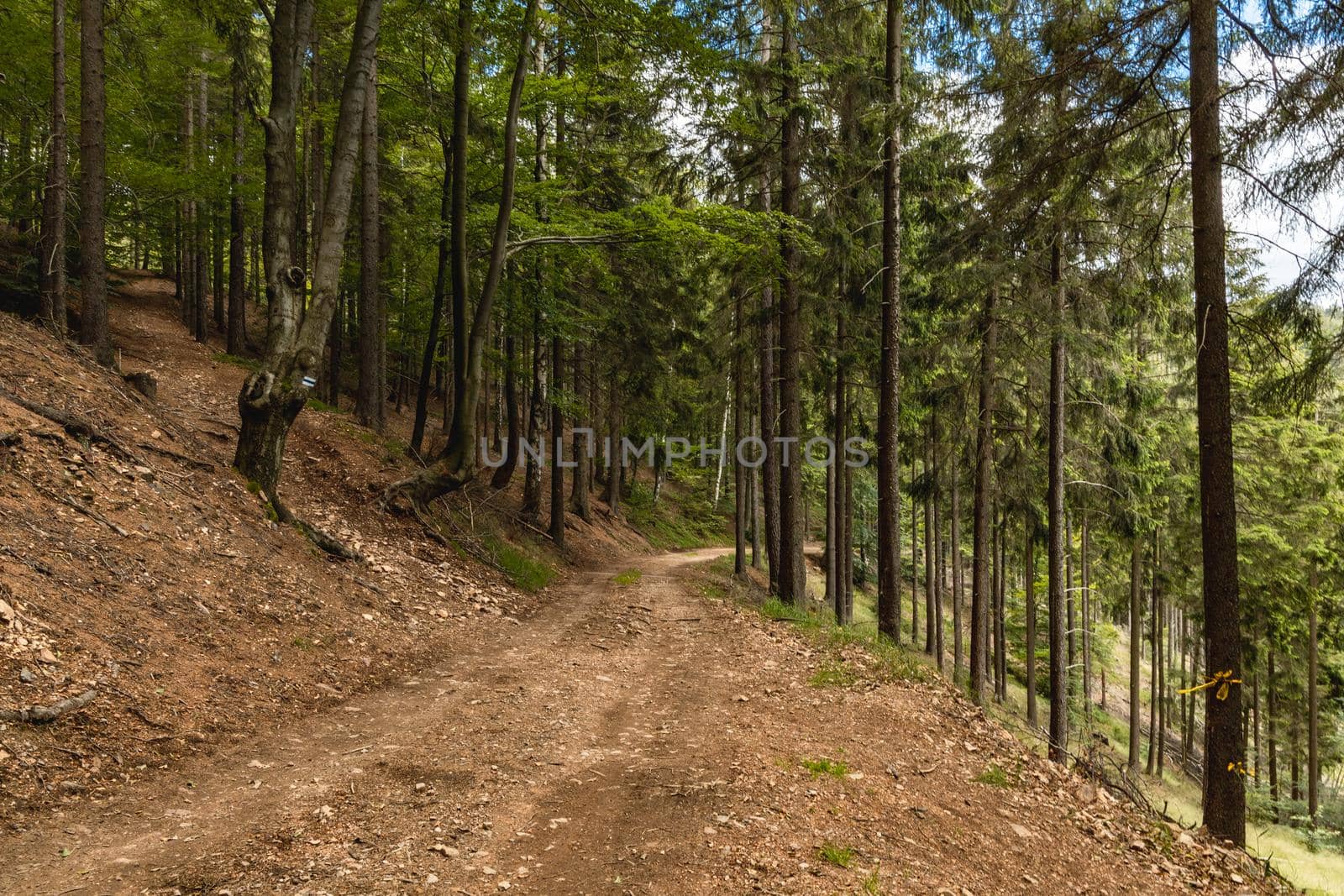 Long mountain trail in forest with bushes and trees around in Walbrzych mountains