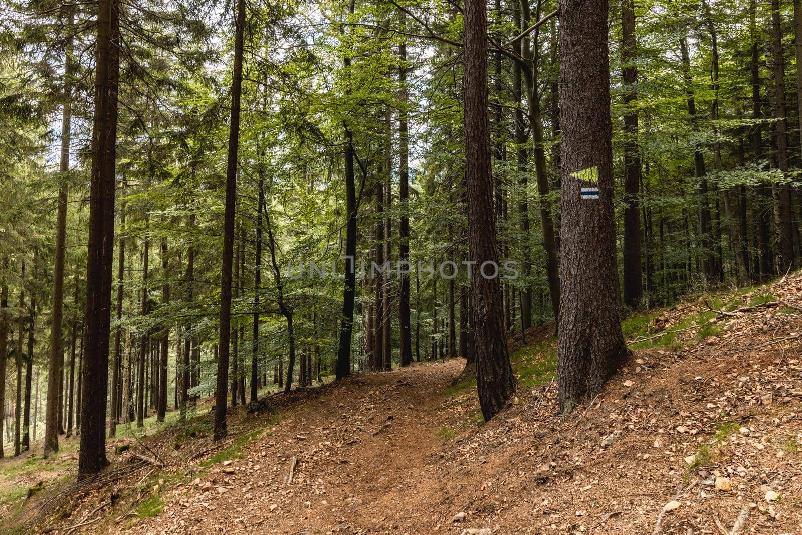 Long mountain trail in forest with bushes and trees around in Walbrzych mountains