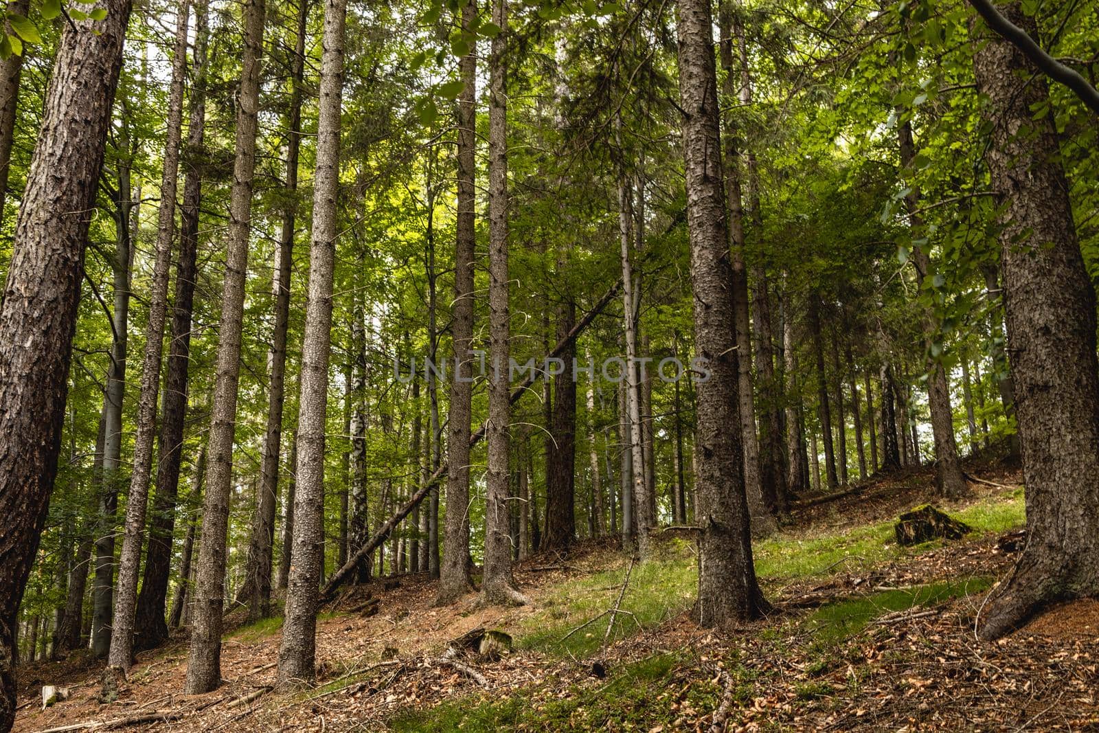 Forest in Walbrzych mountains full of dry trees and small branches