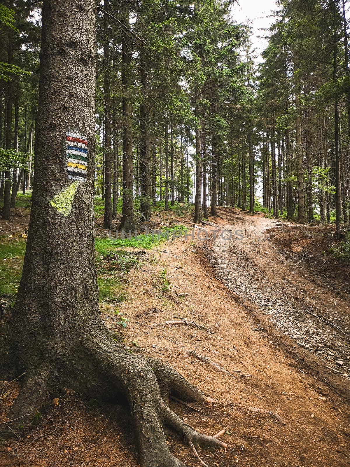 Long mountain trail in forest with bushes and trees around in Walbrzych mountains