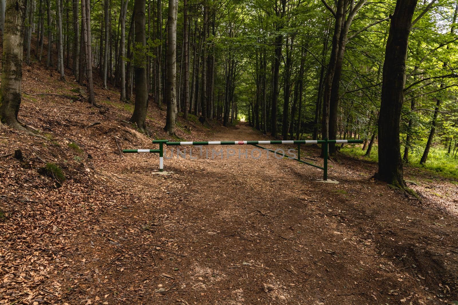 Long mountain trail in forest with bushes and trees around in Walbrzych mountains