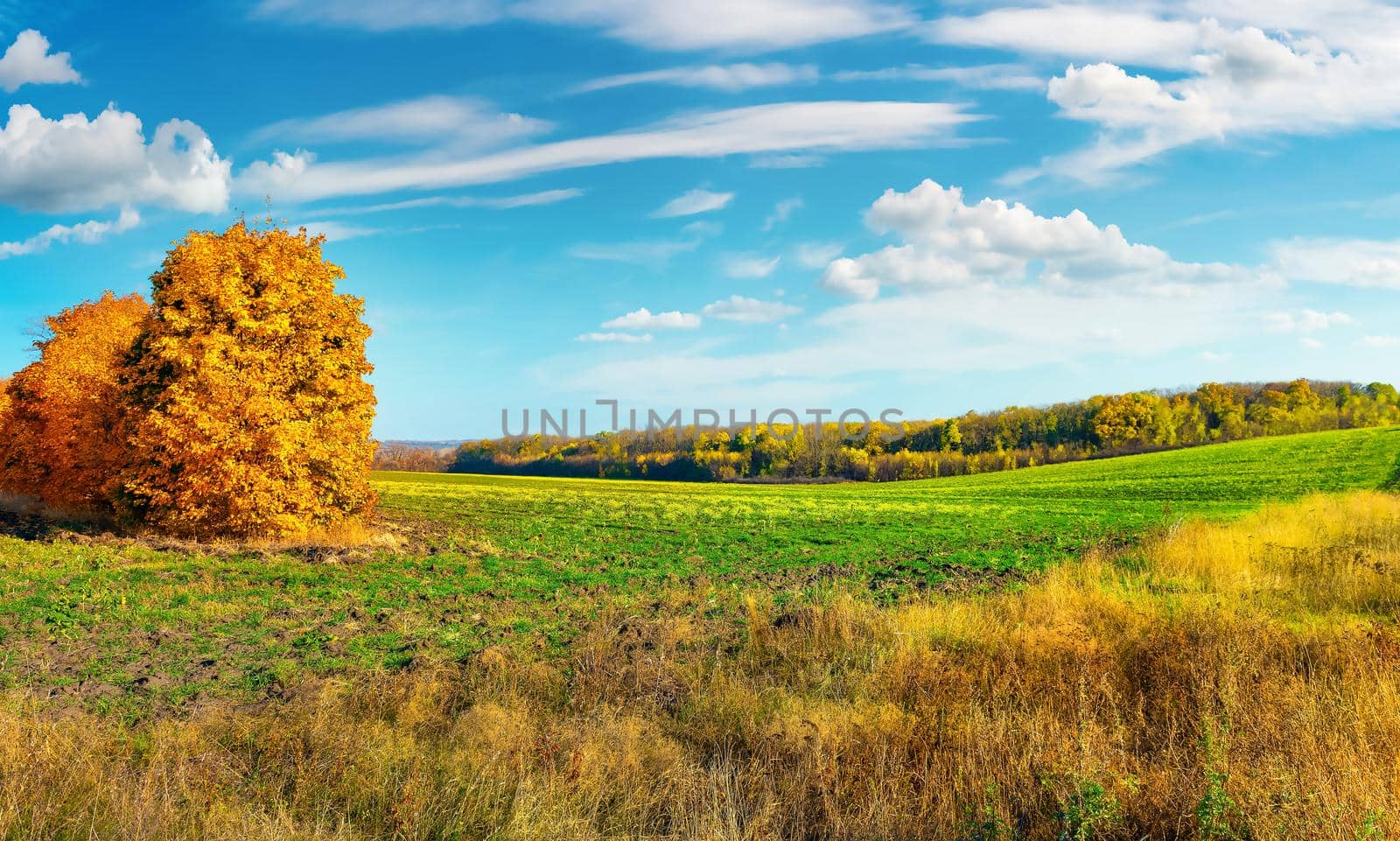 Autumn field at sunny day by Givaga