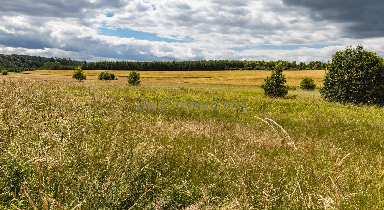 Beautiful panorama of trees bushes and fields in Walbrzych mountains by Wierzchu