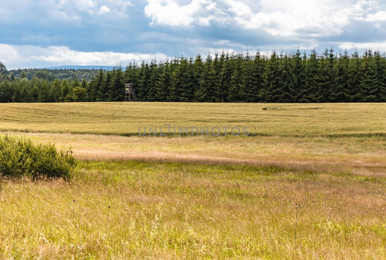 Beautiful panorama of trees bushes and fields in Walbrzych mountains