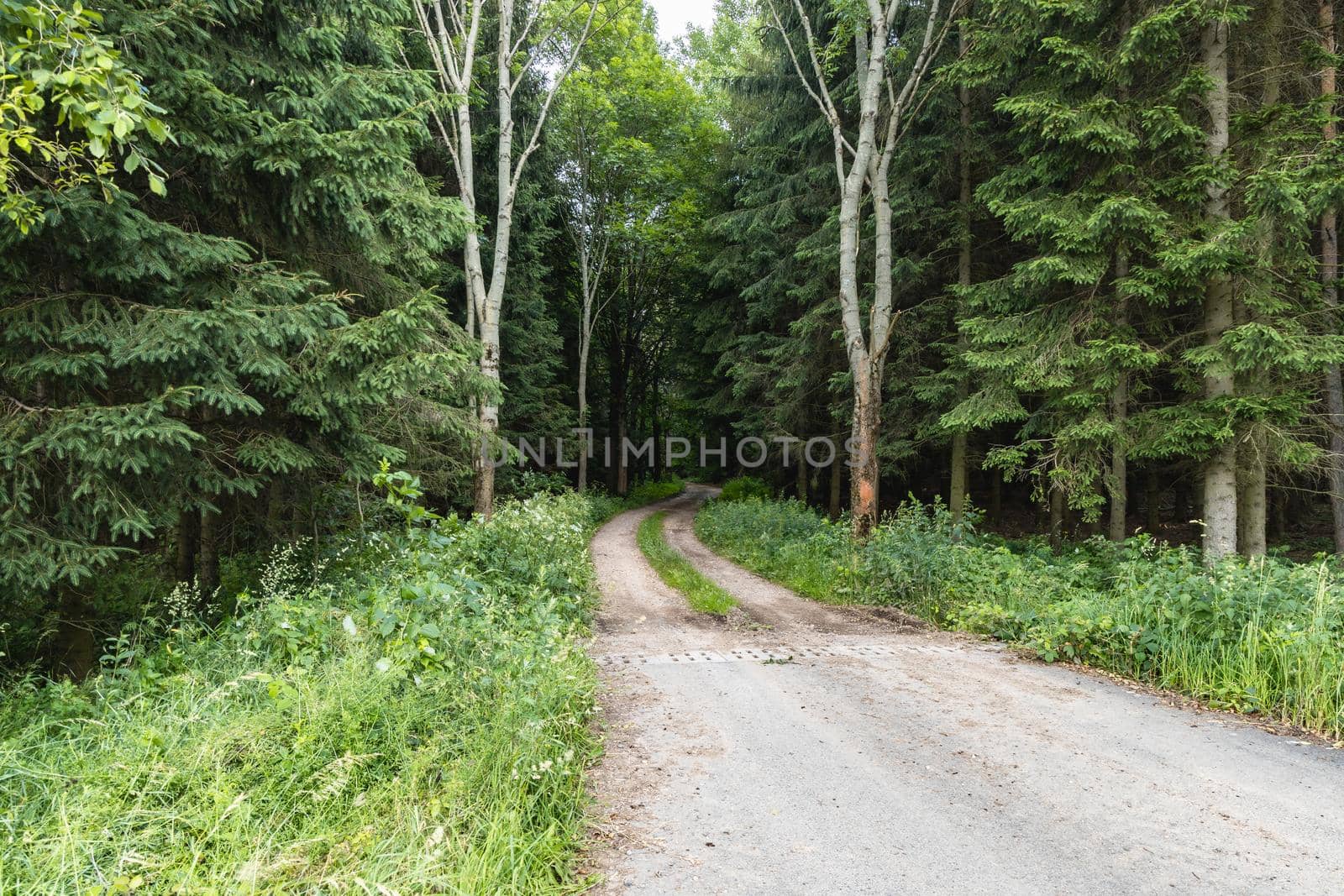 Long mountain trail in forest with bushes and trees around in Walbrzych mountains by Wierzchu