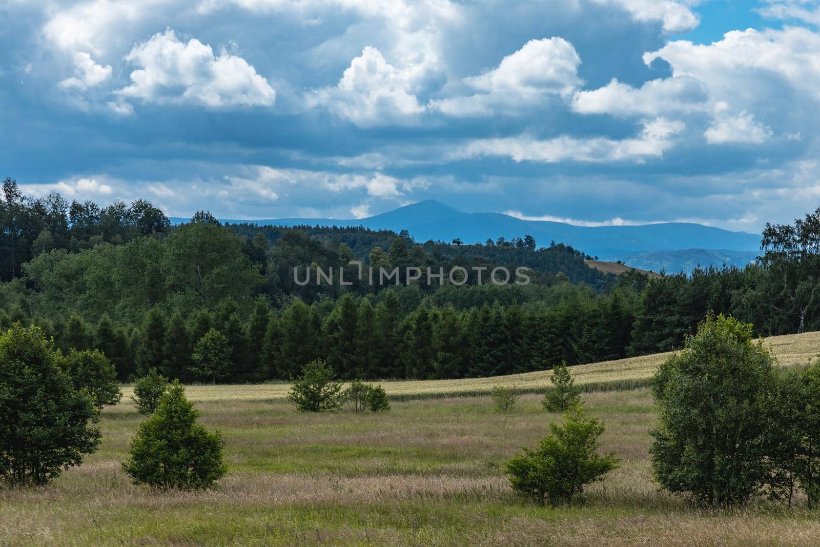 Beautiful panorama of trees bushes and fields in Walbrzych mountains by Wierzchu
