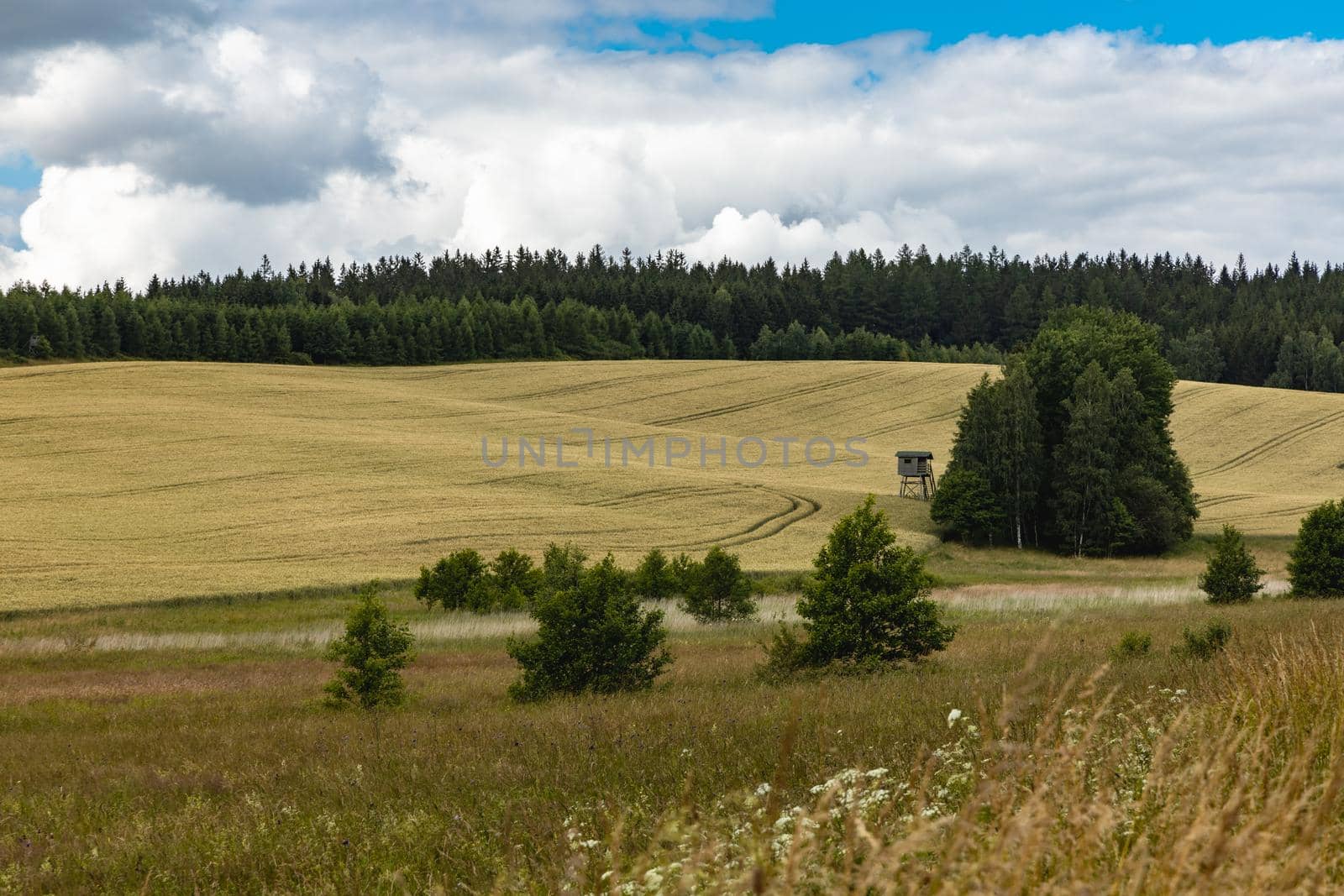 Beautiful panorama of trees bushes and fields in Walbrzych mountains by Wierzchu