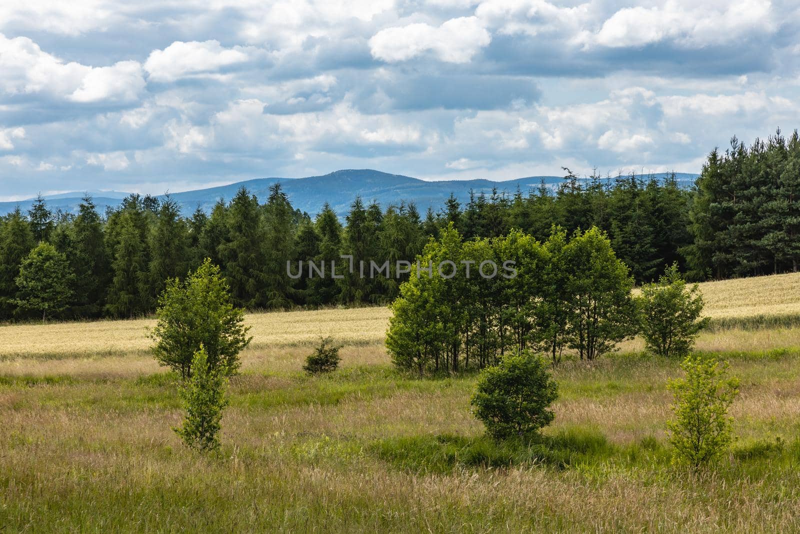 Beautiful panorama of trees bushes and fields in Walbrzych mountains by Wierzchu