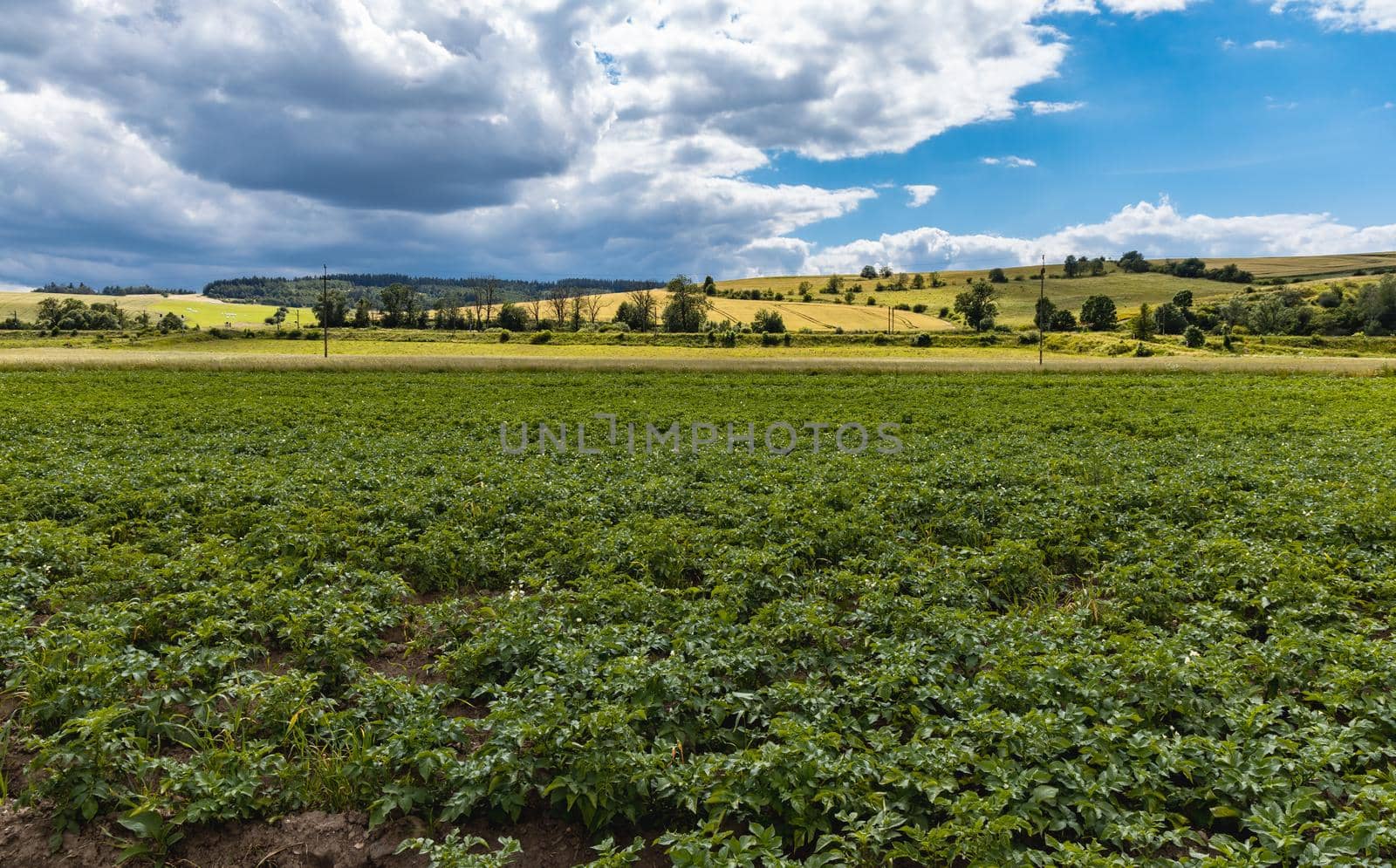 Beautiful panorama of trees bushes and fields in Walbrzych mountains by Wierzchu