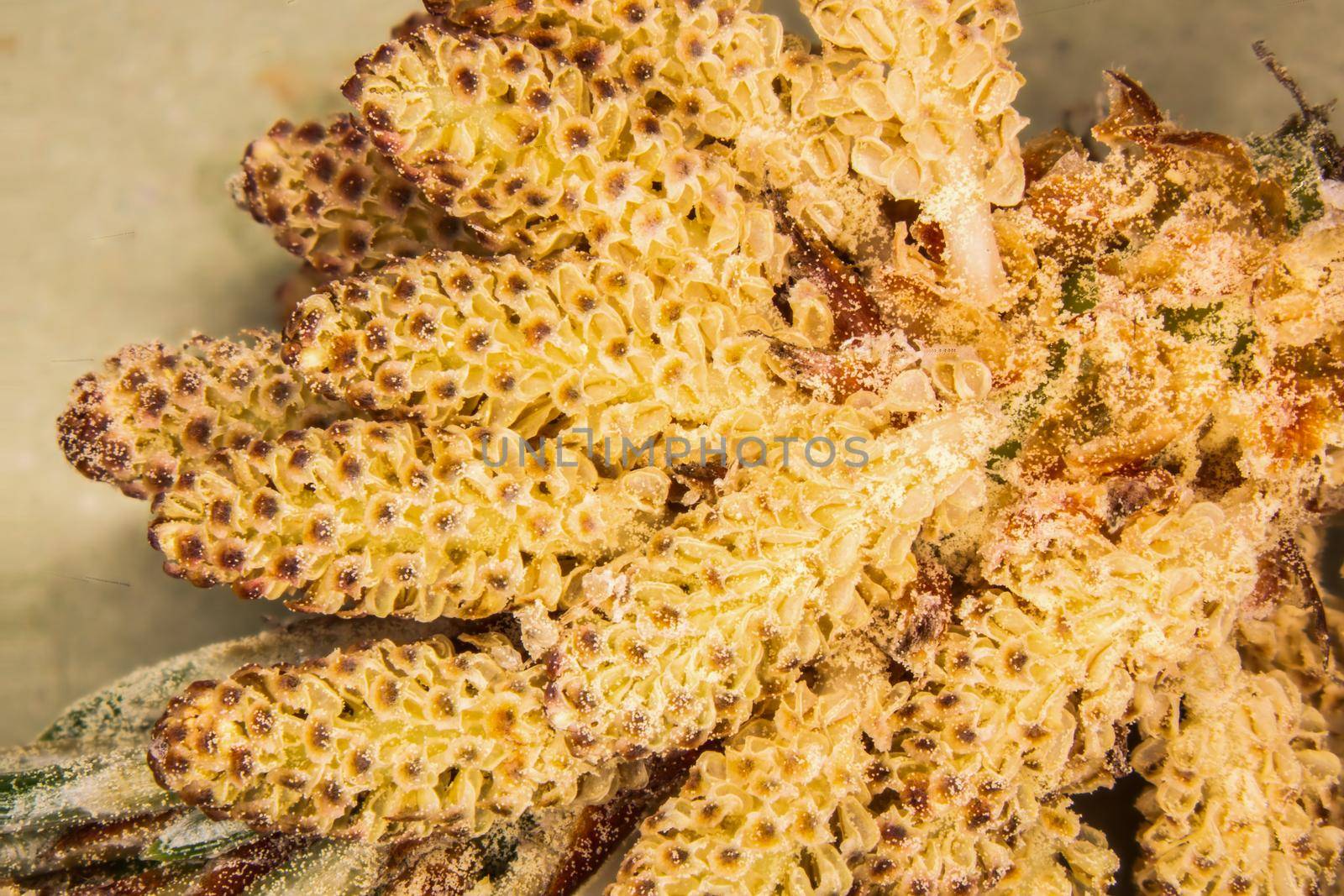 Infructescence of the pine with yellow pollen
