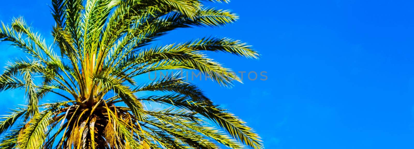 beautiful spreading palm tree, exotic plants symbol of holidays, hot day, big leaves, exotic tree