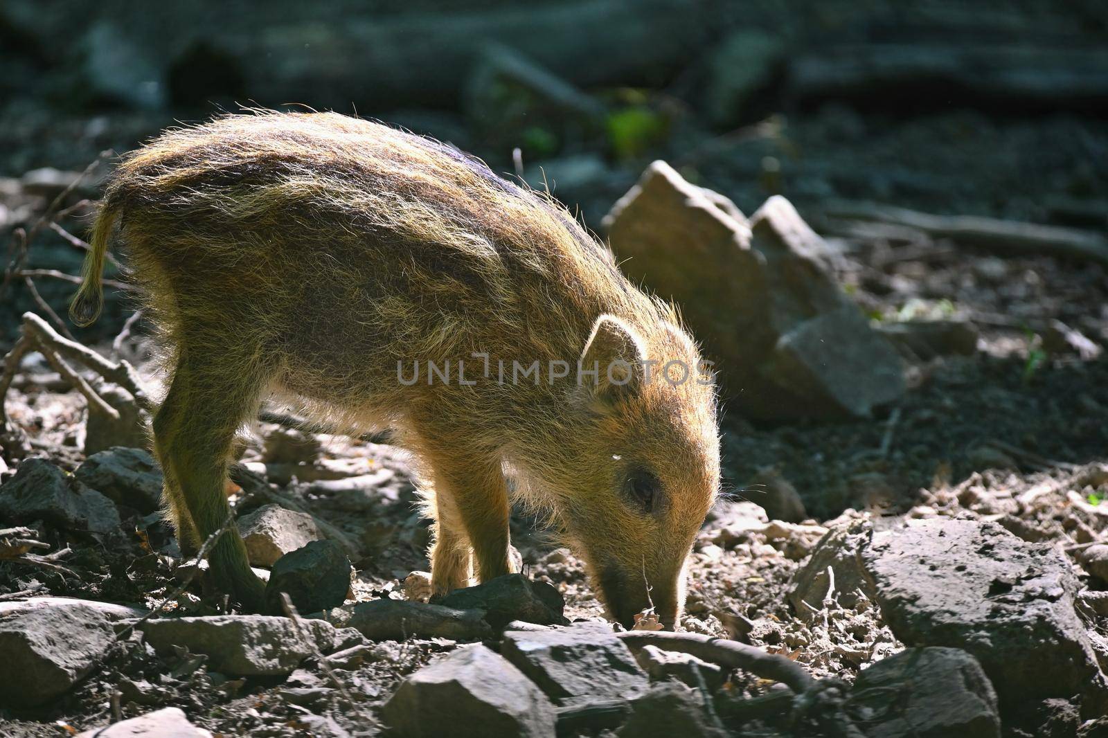 Small wild piglets in the forest. Animals in the wild, natural colorful background.