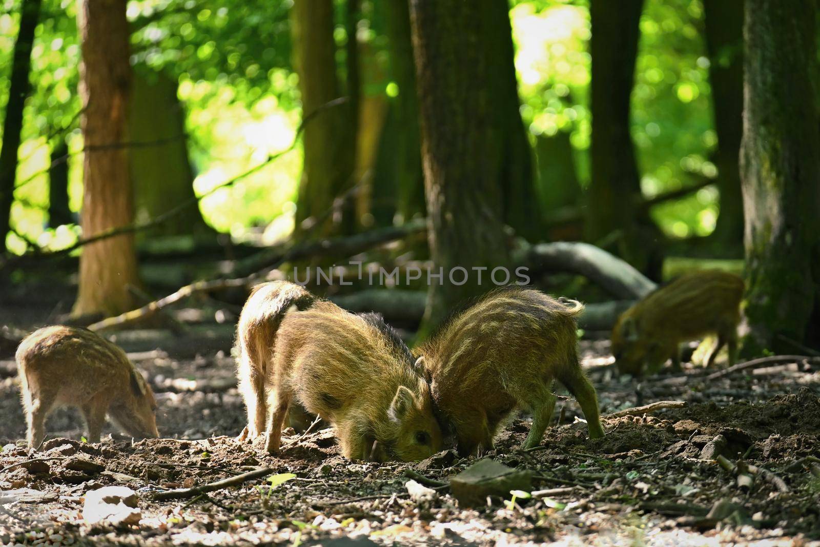 Small wild piglets in the forest. Animals in the wild, natural colorful background.