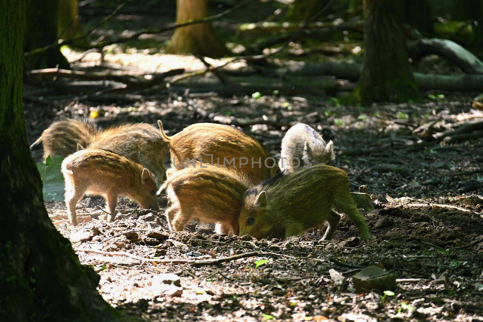 Small wild piglets in the forest. Animals in the wild, natural colorful background.