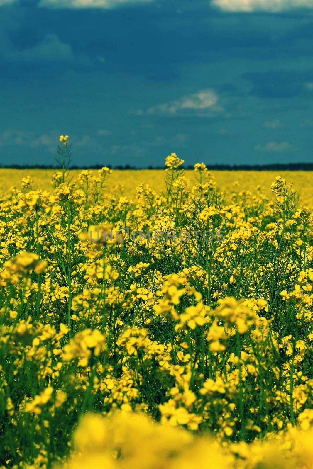 Field with flowering rapeseed in spring time. 
(Brassica napus)
Landscape and agriculture in the countryside.