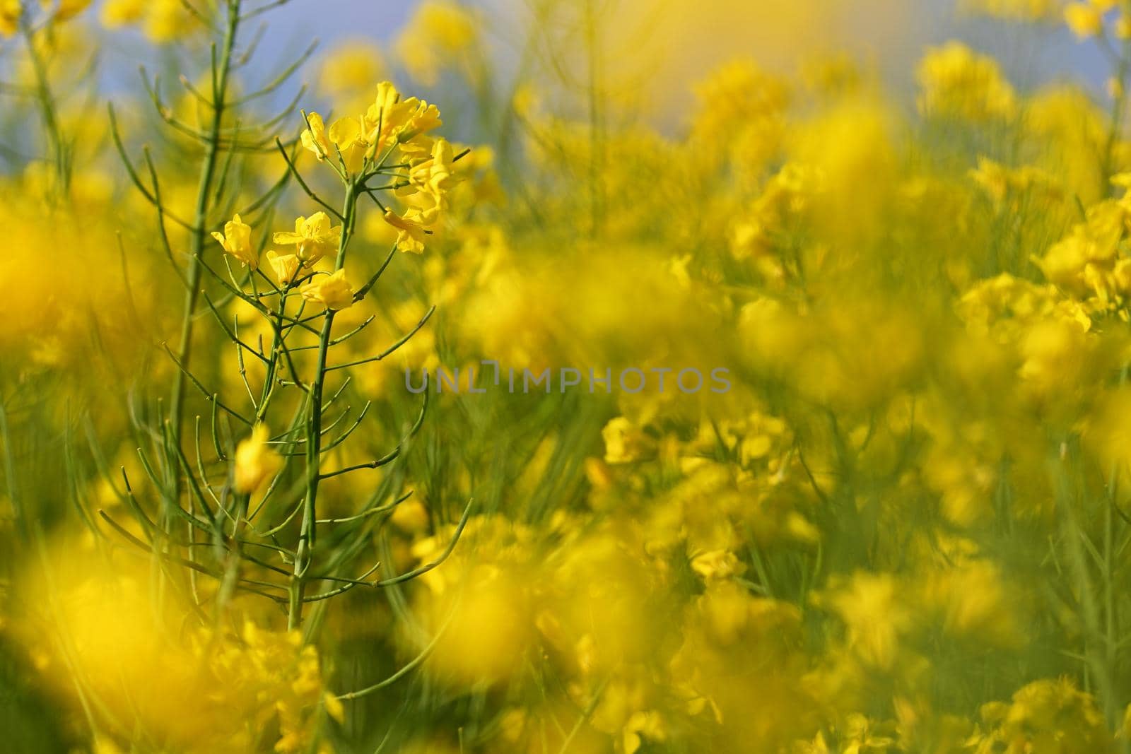 Field with flowering rapeseed in spring time. 
(Brassica napus)
Landscape and agriculture in the countryside.