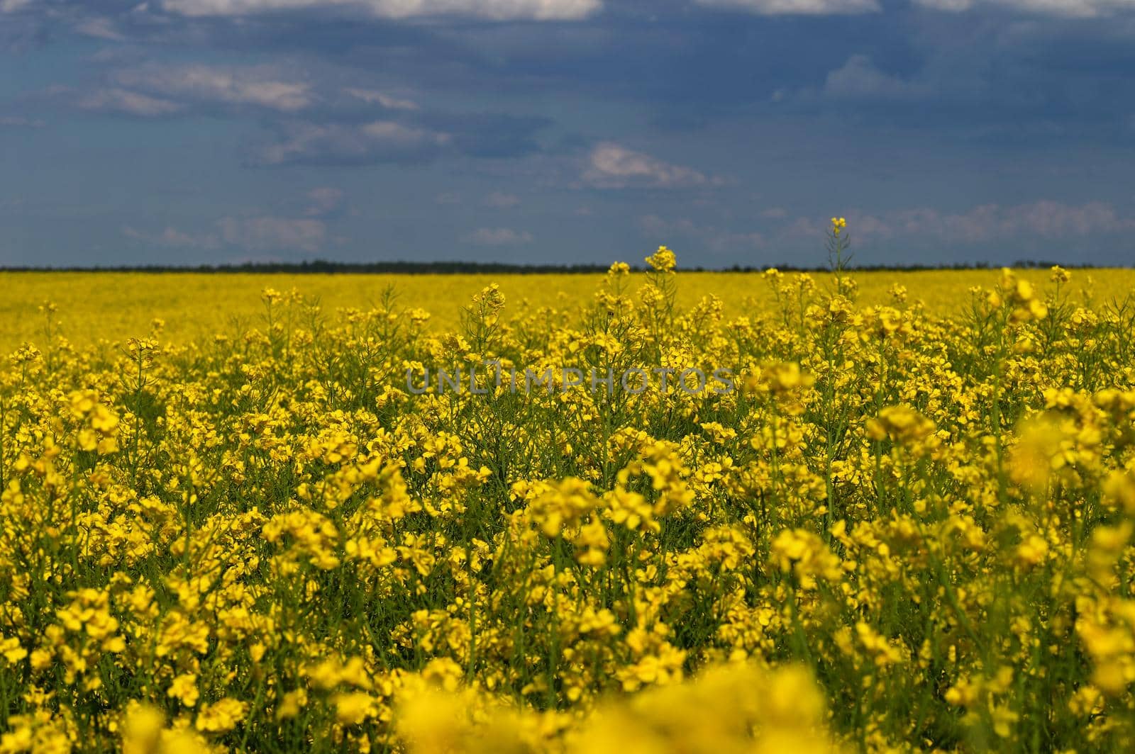 Field with flowering rapeseed in spring time. 
(Brassica napus)
Landscape and agriculture in the countryside.