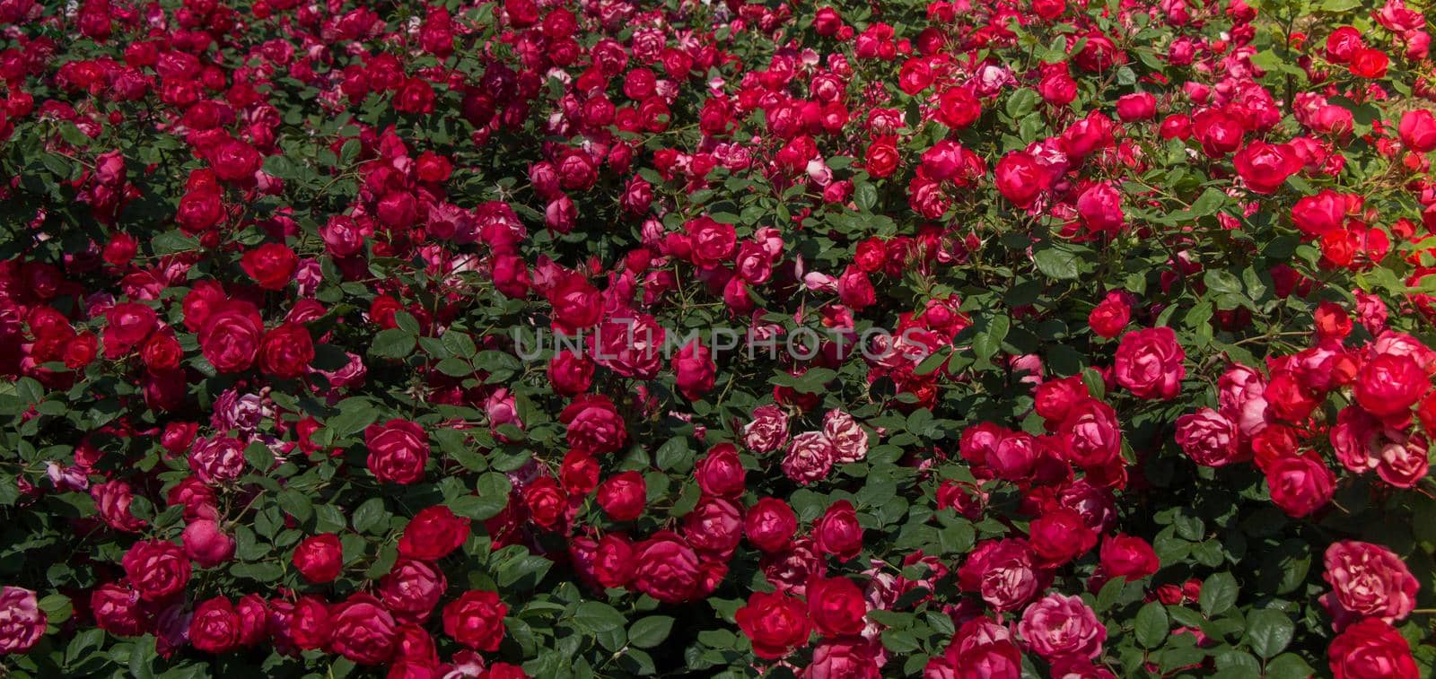 Blooming beautiful red color bunch of  roses in the garden by berkay