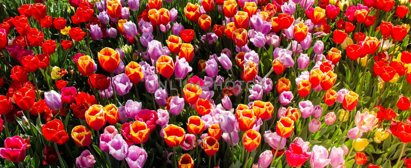 Blooming tulips  flowers in  as  floral plant  background