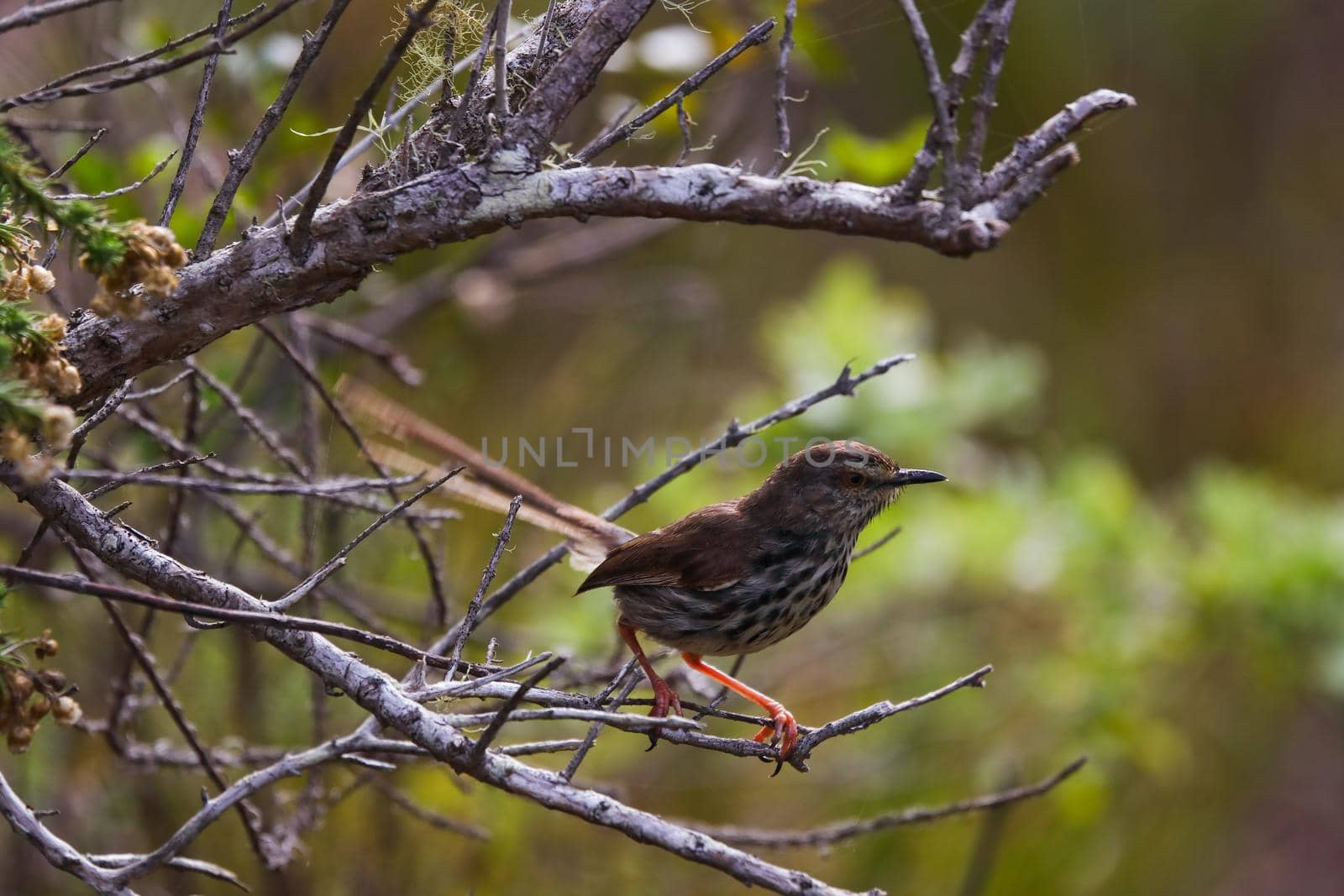 Small spotted prinia bird (Prinia maculosa) on a tree branch in forest environment, Wilderness, South Africa