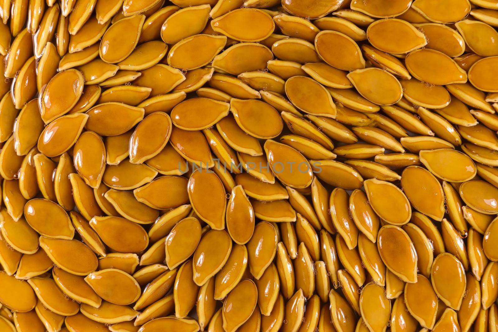 Natural moist fresh orange goliath pumpkin seed spiral full frame abstract, South Africa