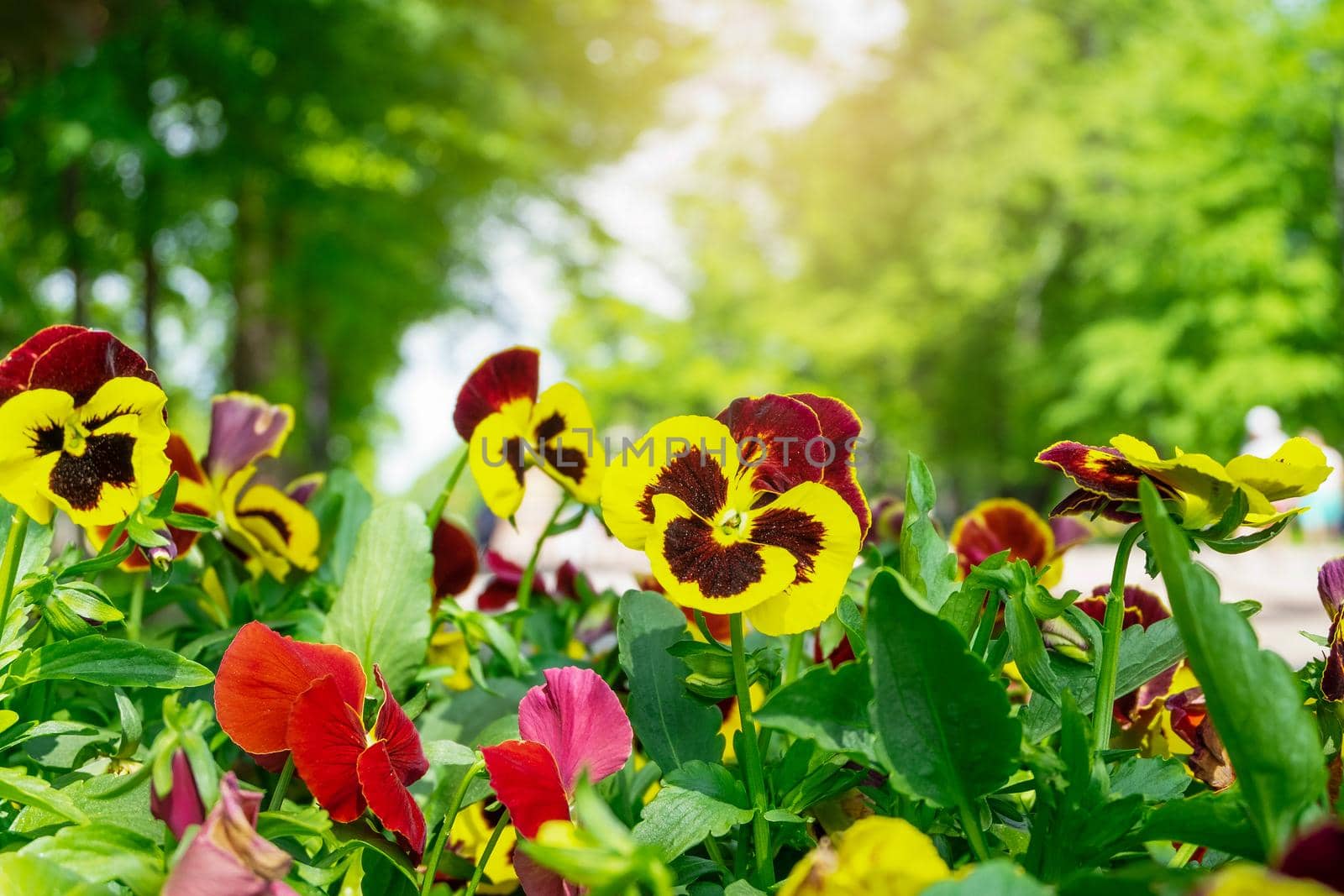 Close-up of a blooming viola annual plant on a blurred background of green trees. Selective focus. Summer background.
