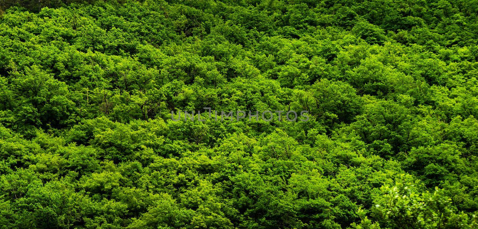 Green trees in the forest as a summer background